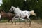 Annuncio cavallo