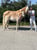 Annuncio cavallo