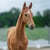 Horse ad
