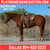 Horse ad