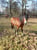 Horse ad