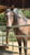 Horse ad