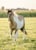 Horse ad