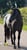 Annuncio cavallo