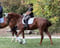 Annuncio cavallo
