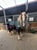 Annonce cheval