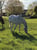 Annonce cheval
