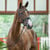 Annuncio cavallo