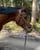 Annuncio cavallo