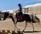 Anuncio de caballos