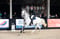 Annuncio cavallo