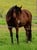 Horse ad