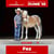 Annuncio cavallo