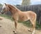 Horse ad