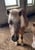 Horse ad