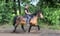 Horse ad