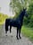 Horse ad