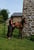 Horse ad
