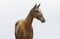 Annuncio cavallo