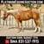 Horse ad