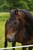 Annuncio cavallo