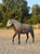 Annuncio cavallo