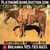 Horse ad