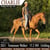 Annuncio cavallo