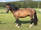 Horse ad