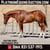 Anuncio de caballos