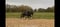 Horse ad