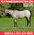 Horse ad
