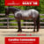 Horse ad