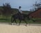 Horse ad