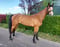Anuncio de caballos