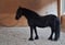 Annuncio cavallo