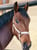 Horse ad