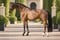 Horse ad