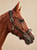 Horse ad