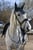 Pferdeinserat