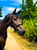 Horse ad