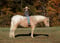 Horse ad