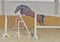 Horse ad