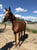 Horse ad