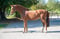 Horse ad