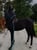 Annuncio cavallo