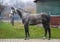 Annuncio cavallo
