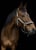 Horse ad