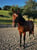 Horse ad