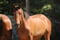 Horse ad